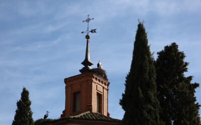 El Ayuntamiento de Alcalá retoma la ruta de las cigüeñas en febrero para celebrar San Blas