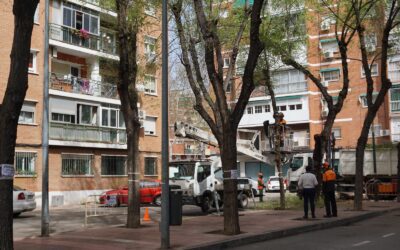 El Plan de Podas Municipal llega a distintos barrios de Alcalá